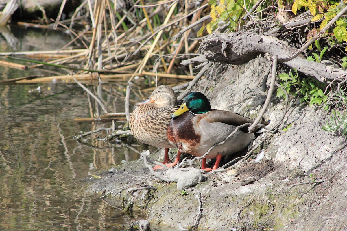 Mallard - ML644374675