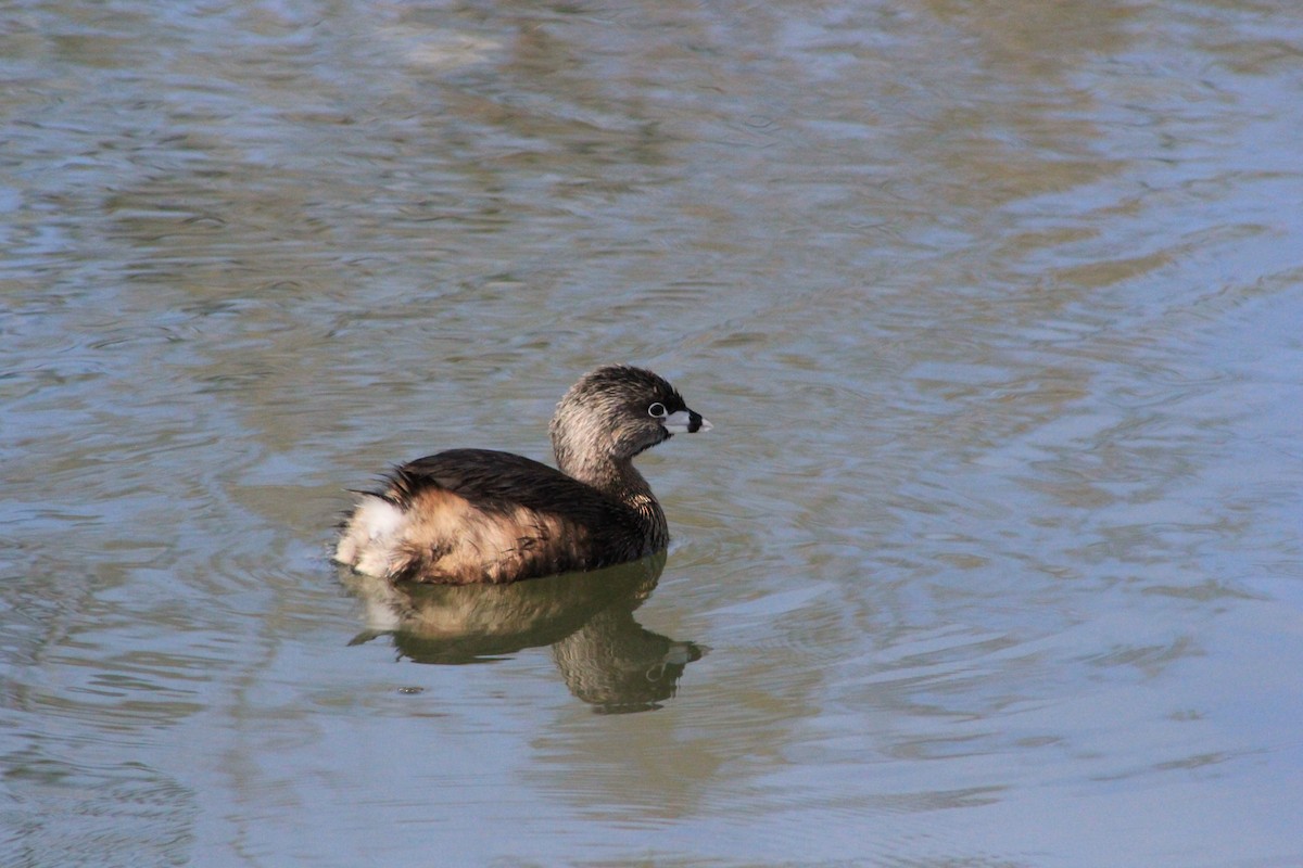 Pied-billed Grebe - ML644374682