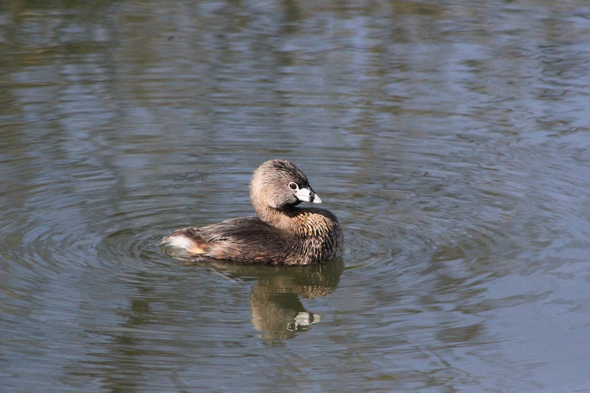 Pied-billed Grebe - ML644374684