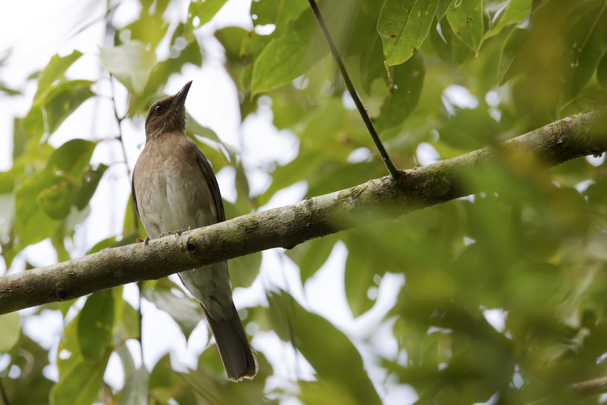 Black-billed Thrush - ML644374687