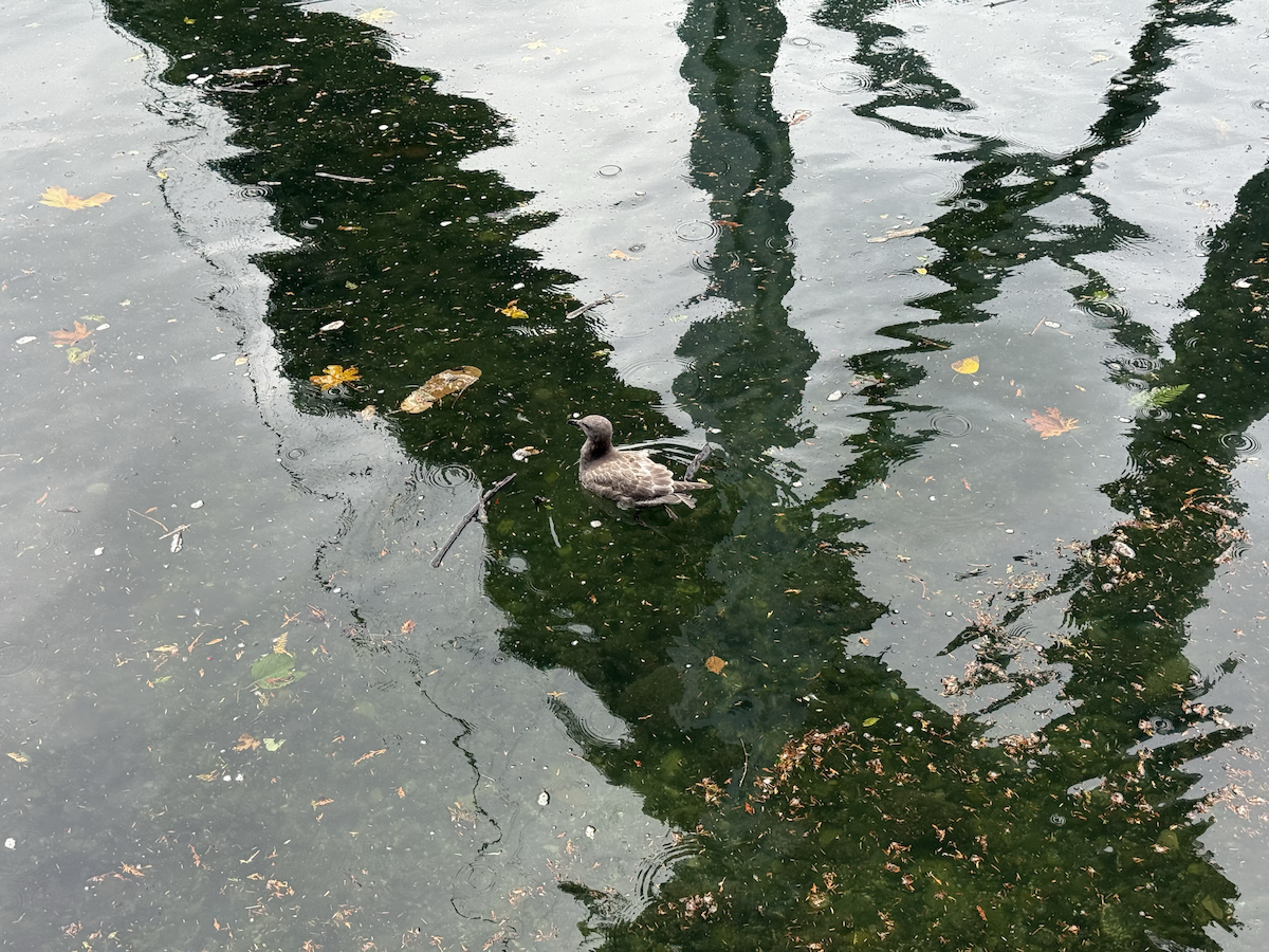 Glaucous-winged Gull - ML644374688