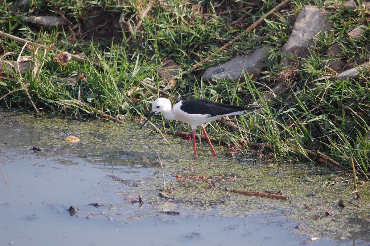 Black-winged Stilt - ML644374693