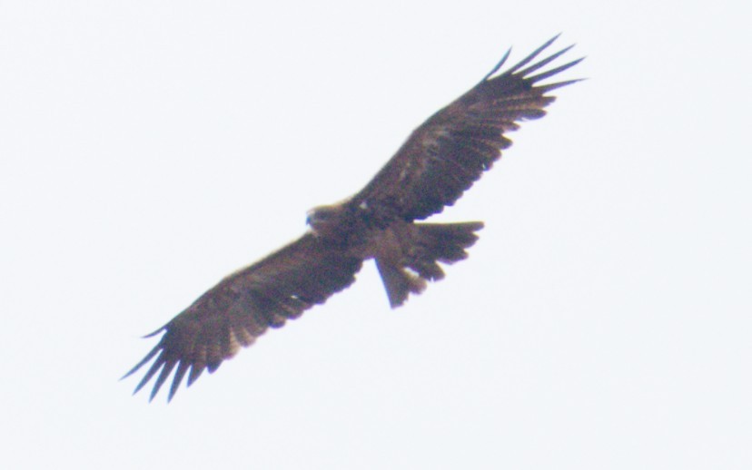 Tawny Eagle - ML644374696