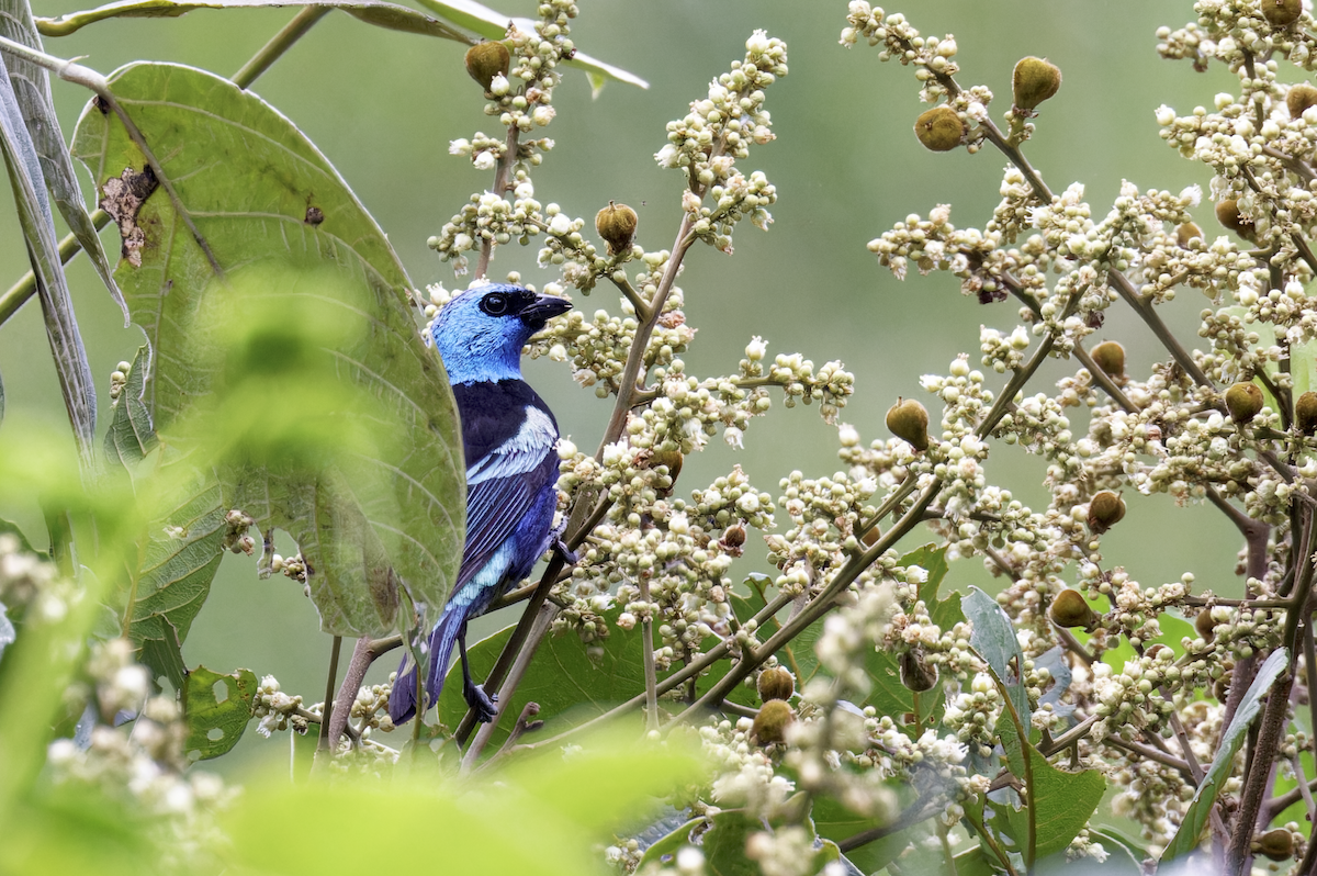 Blue-necked Tanager - ML644374706