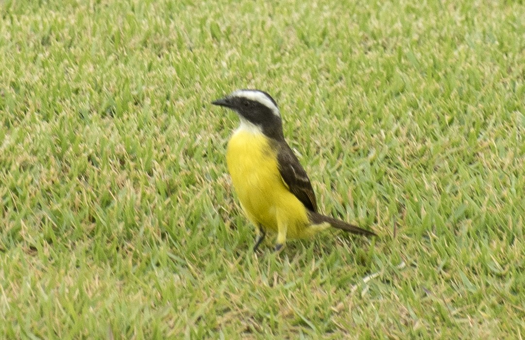 アカボウシヒタキモドキ（similis グループ） - ML644374707