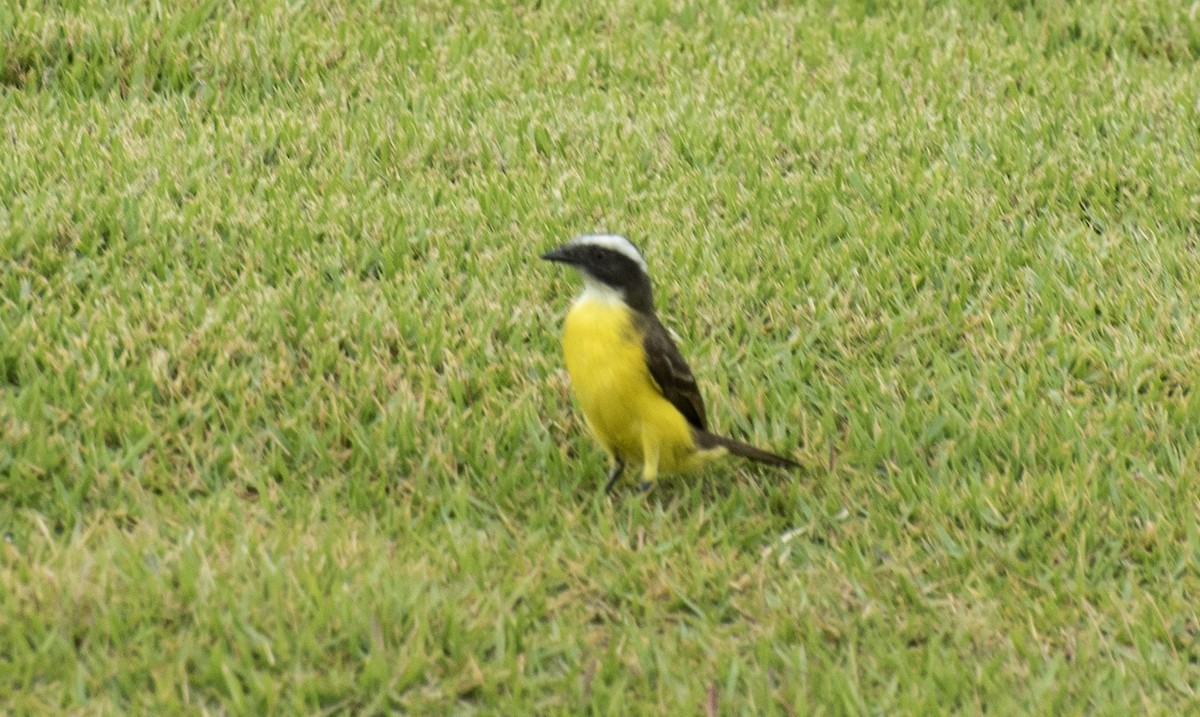 アカボウシヒタキモドキ（similis グループ） - ML644374708
