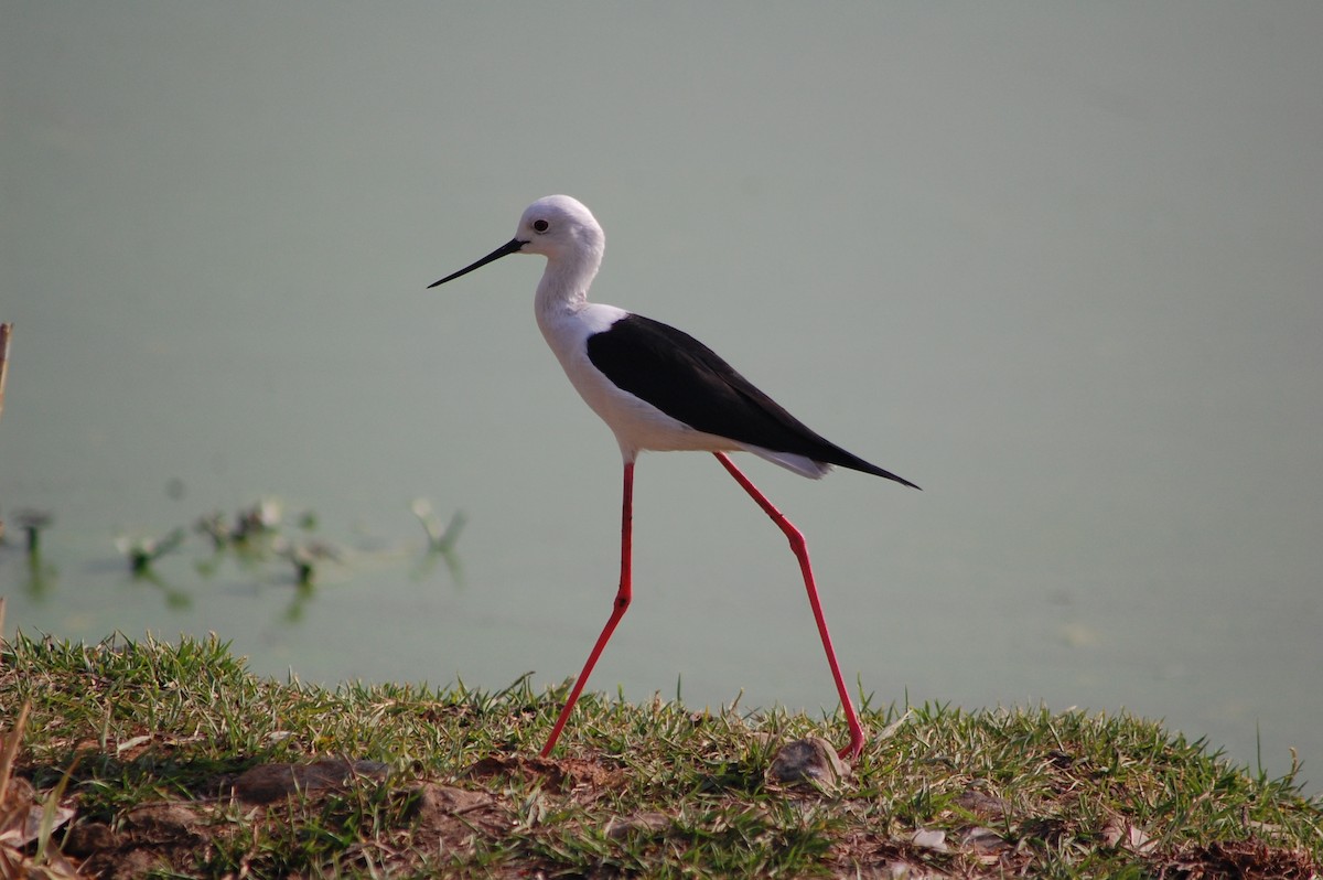 Black-winged Stilt - ML644374709
