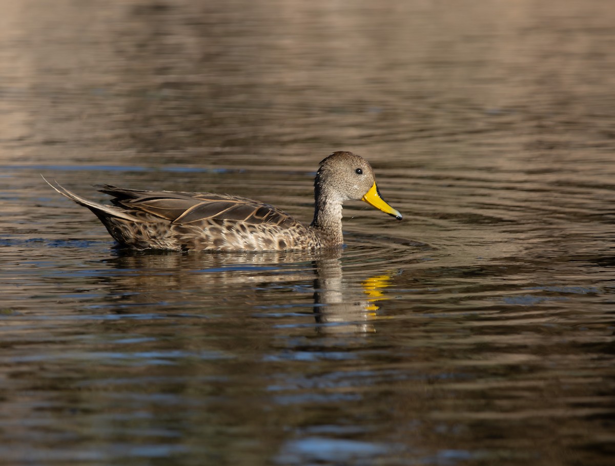 Sarı Gagalı Kılkuyruk - ML644374726