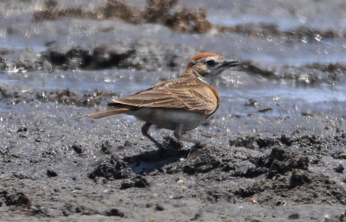 アフリカヒメコウテンシ - ML644374729