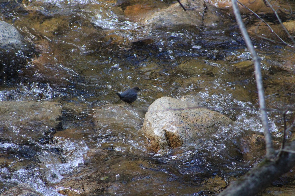 American Dipper - ML644374756