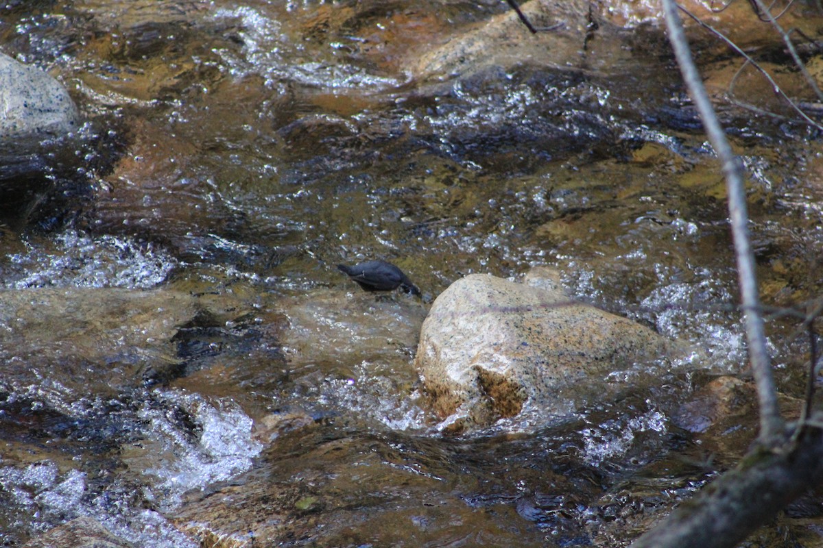 American Dipper - ML644374757