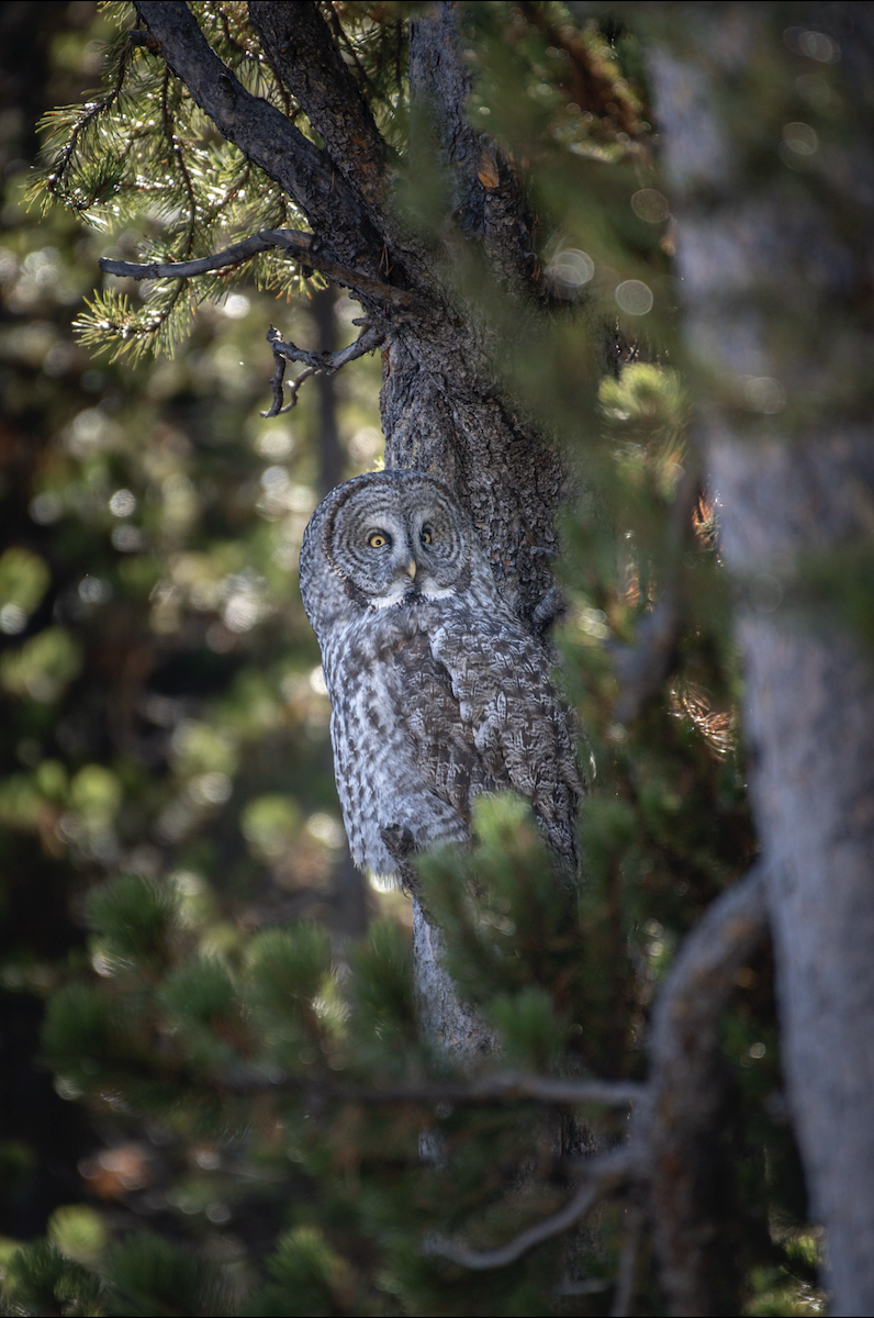 Great Gray Owl - ML644374758