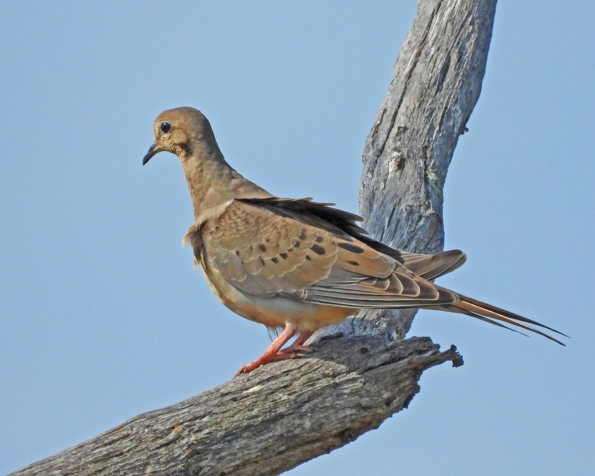 Zenaida Huilota - ML644374763