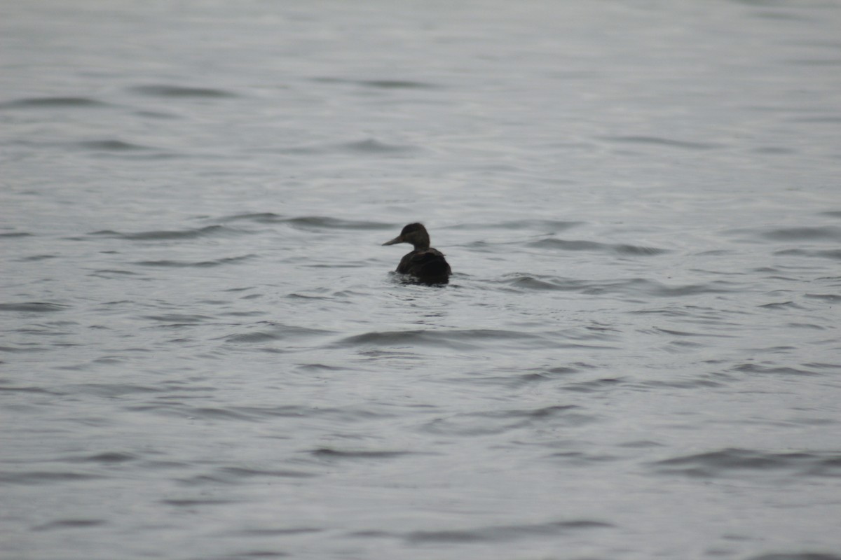American Black Duck - ML644374768