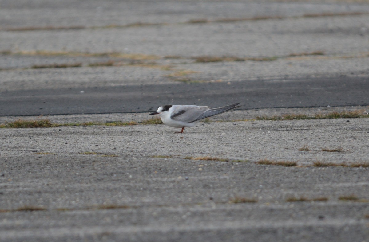 Речная крачка - ML644374771