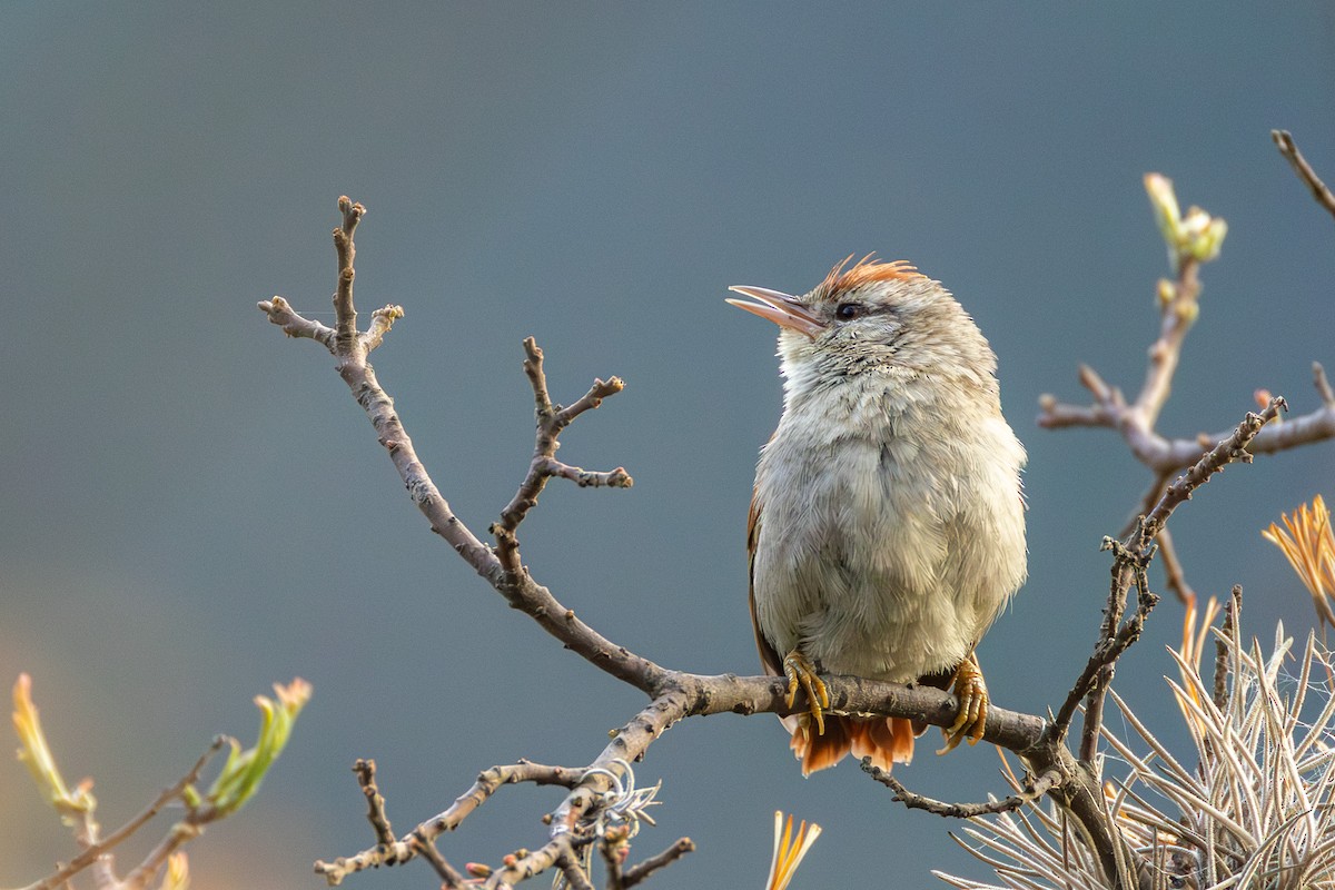 Synallaxe d'Inquisivi - ML644374775