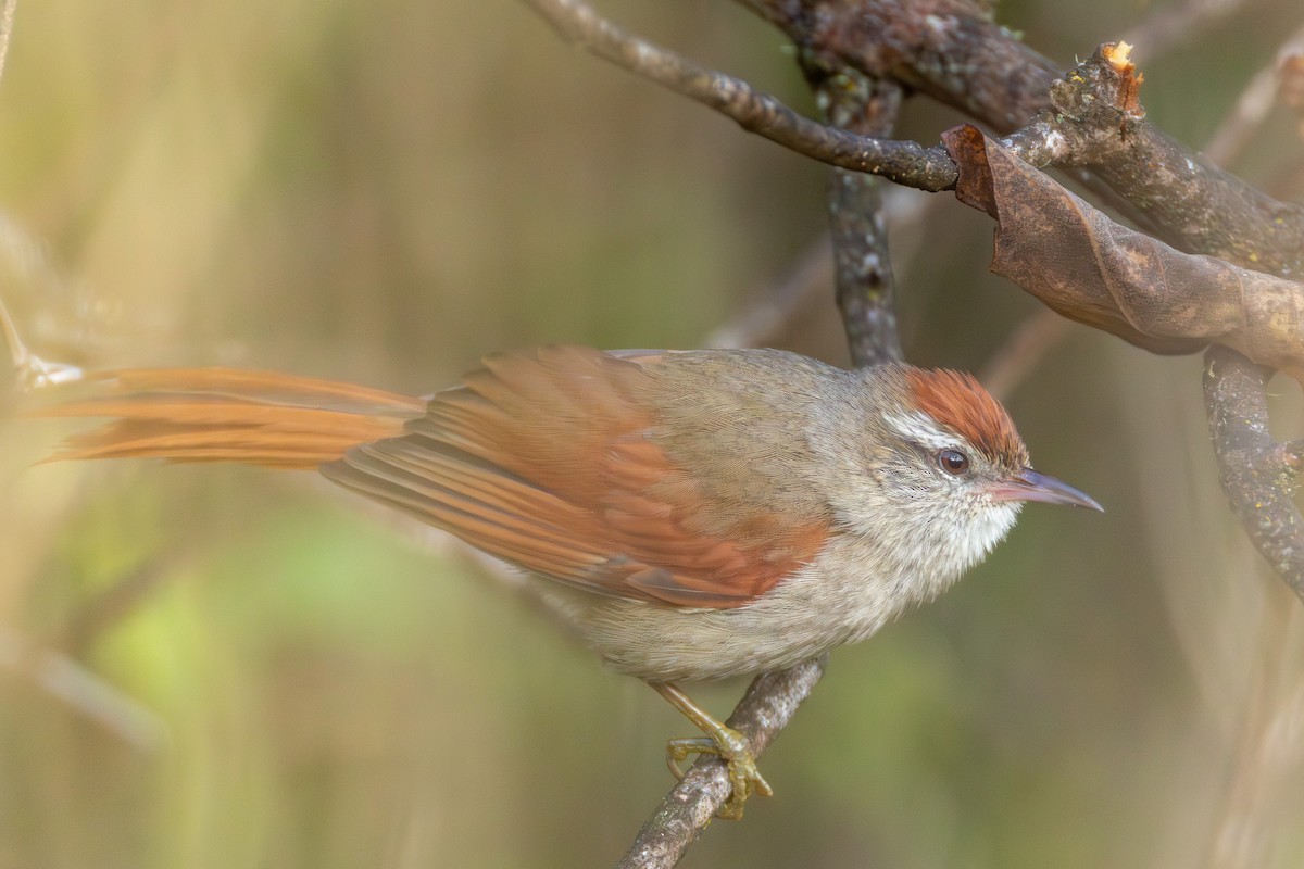 Synallaxe d'Inquisivi - ML644374784