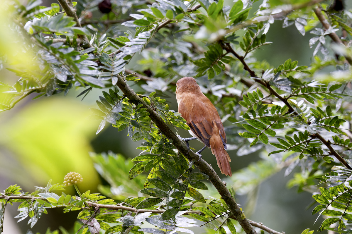 ニッケイカザリドリモドキ - ML644374789