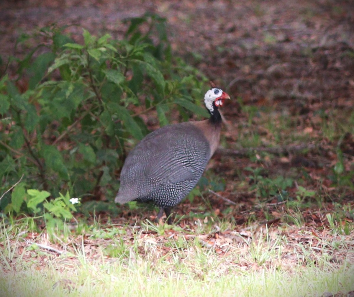 Helmeted Guineafowl - ML644374795