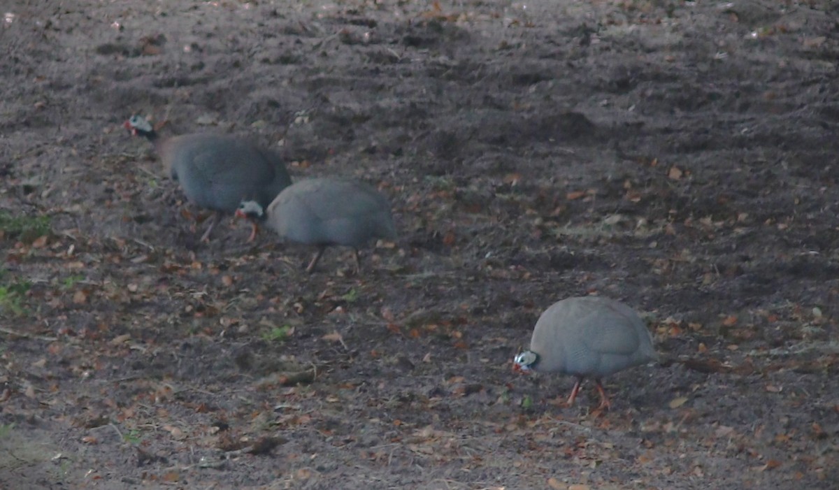 Helmeted Guineafowl - ML644374799