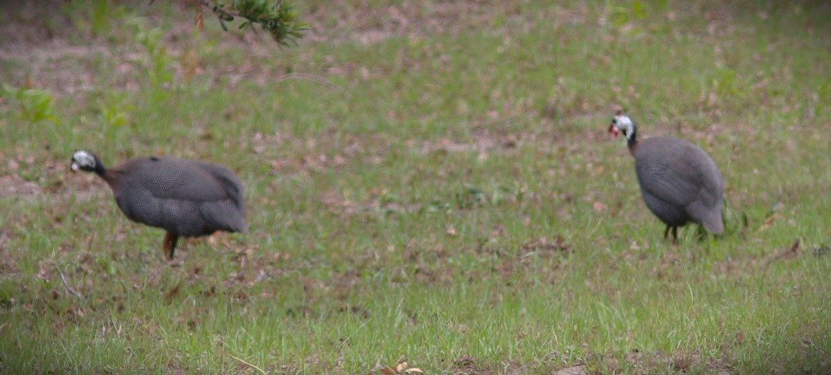 Helmeted Guineafowl - ML644374809