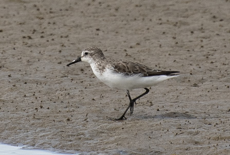 jespák srostloprstý - ML644374810