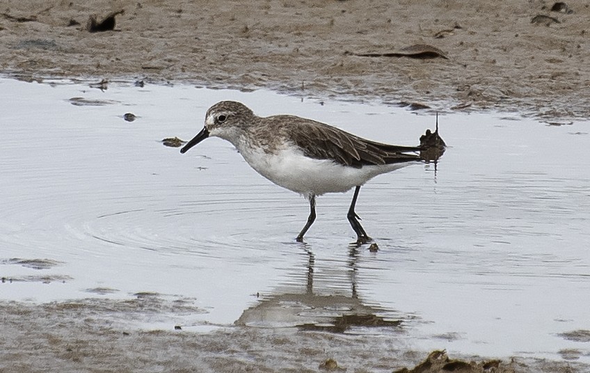 jespák srostloprstý - ML644374812