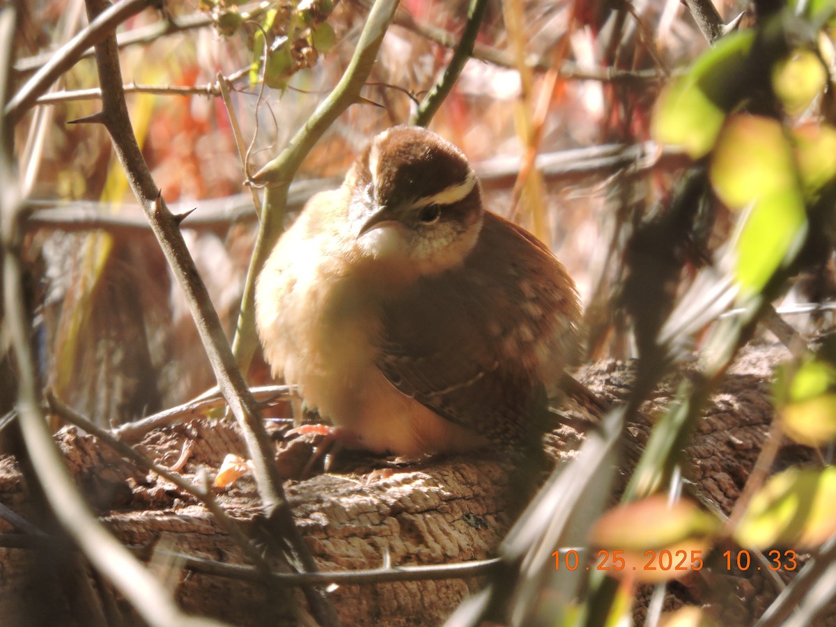 チャバラマユミソサザイ - ML644374823