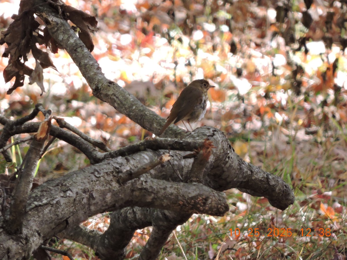 チャイロコツグミ - ML644374835