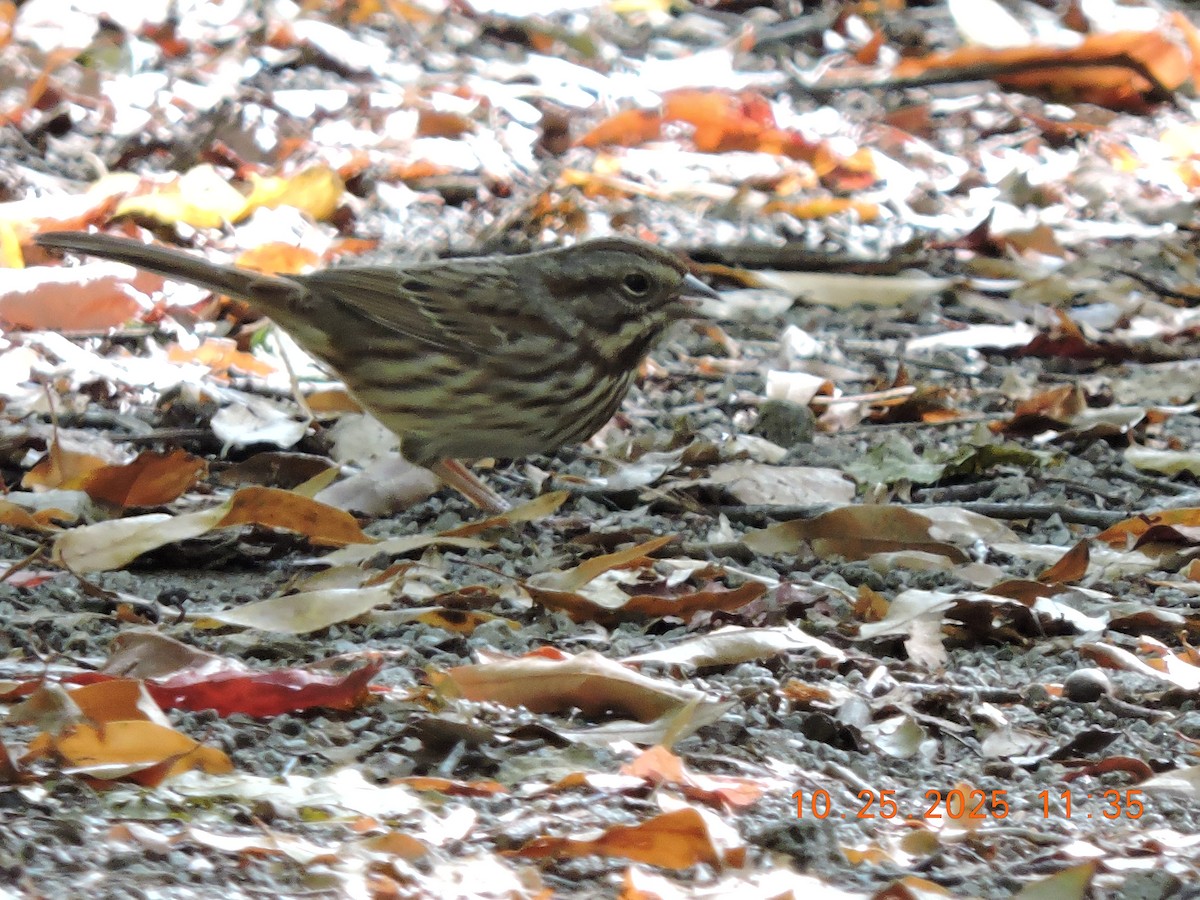 ウタスズメ - ML644374841