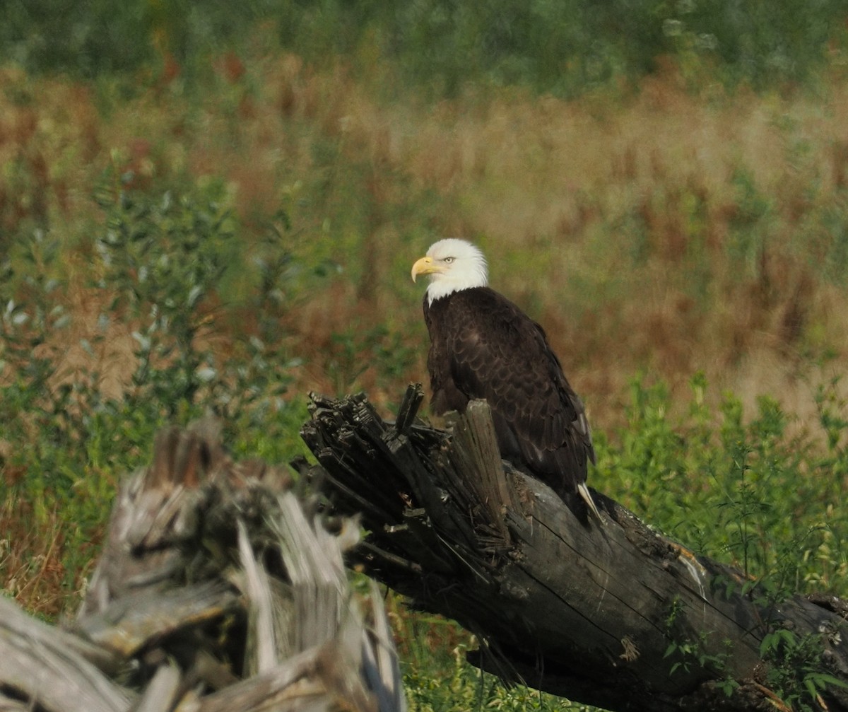 Bald Eagle - ML644374845