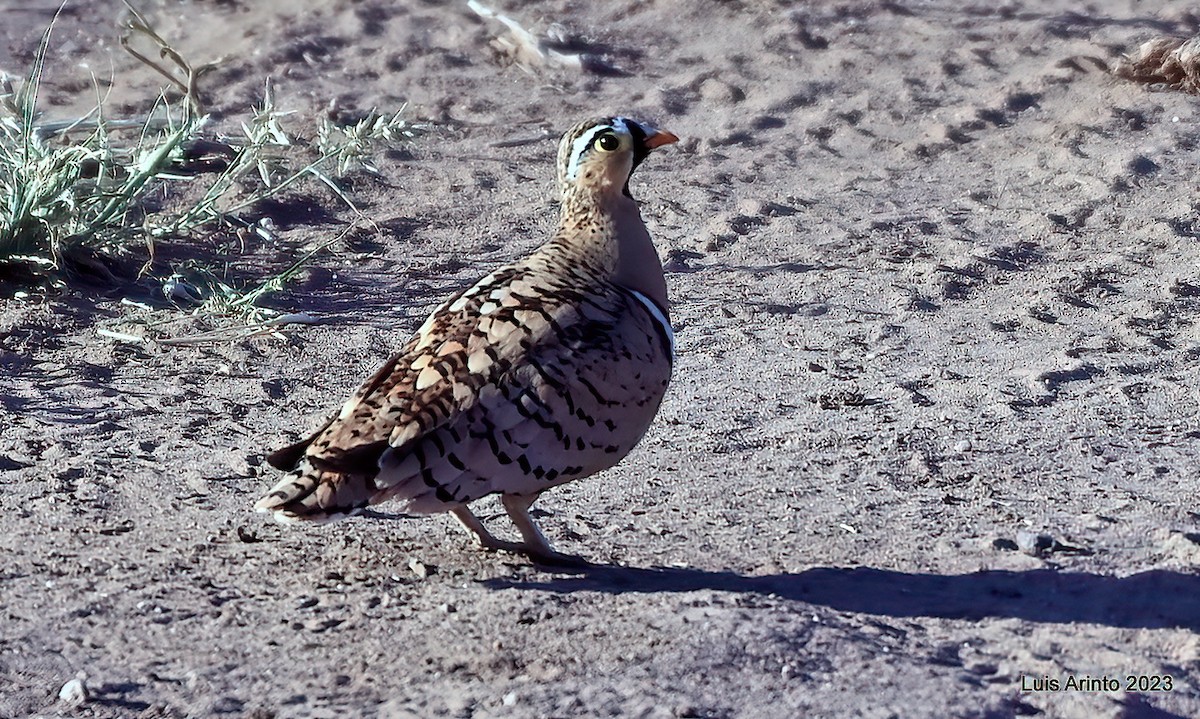 Black-faced Sandgrouse - ML644374851