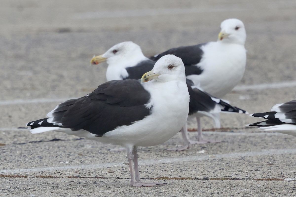 Great Black-backed Gull - ML644374853