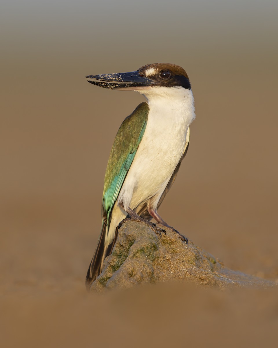 Torresian Kingfisher - ML644374866