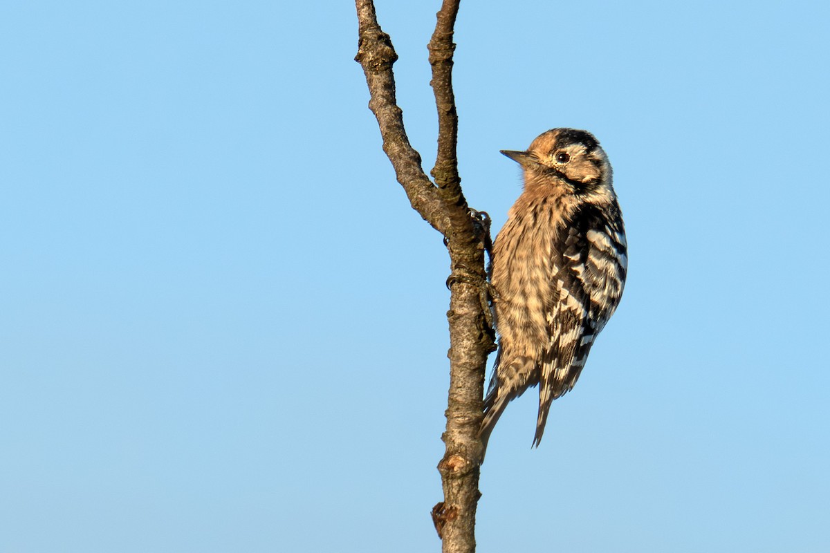 Lesser Spotted Woodpecker - ML644374868