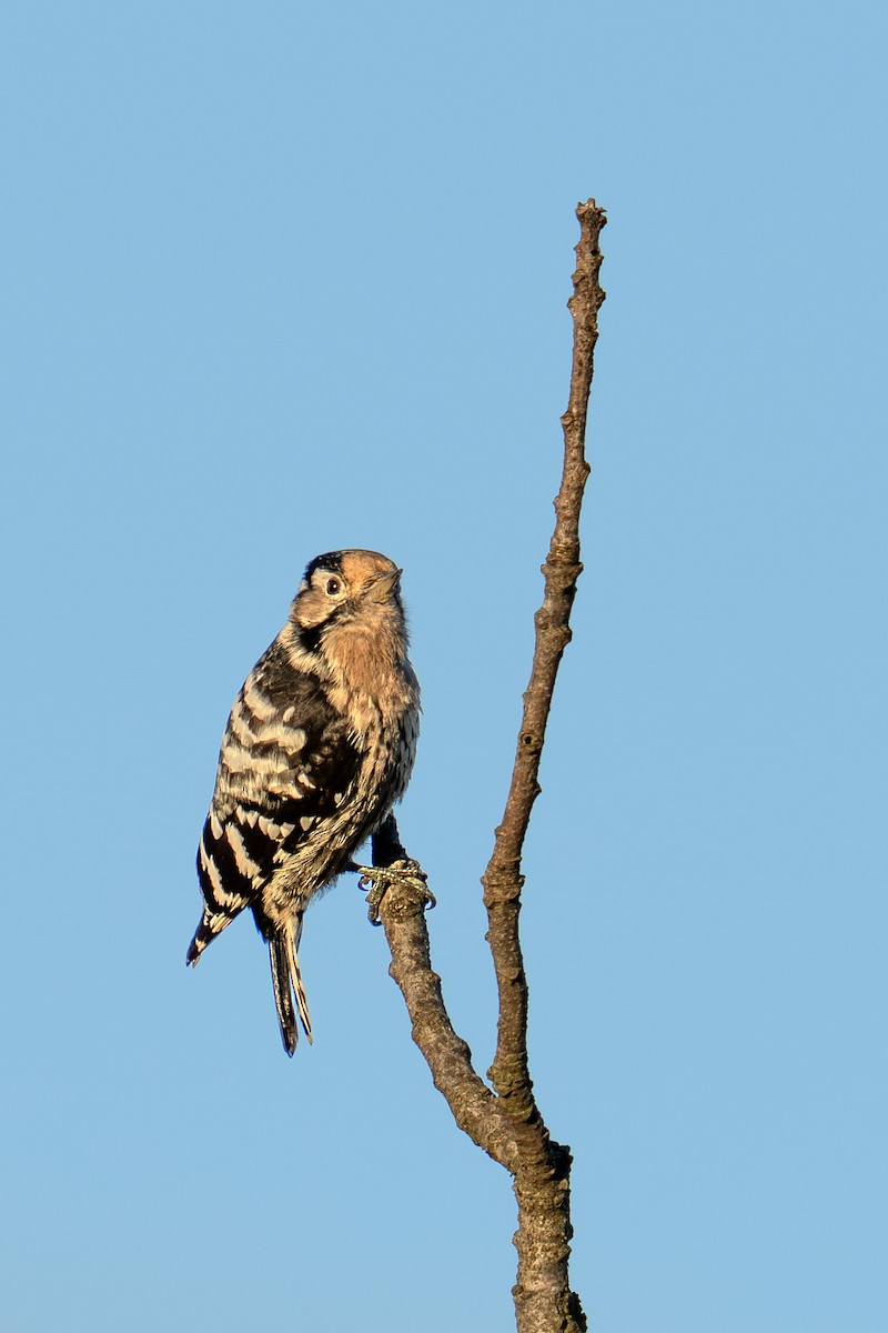 Lesser Spotted Woodpecker - ML644374869