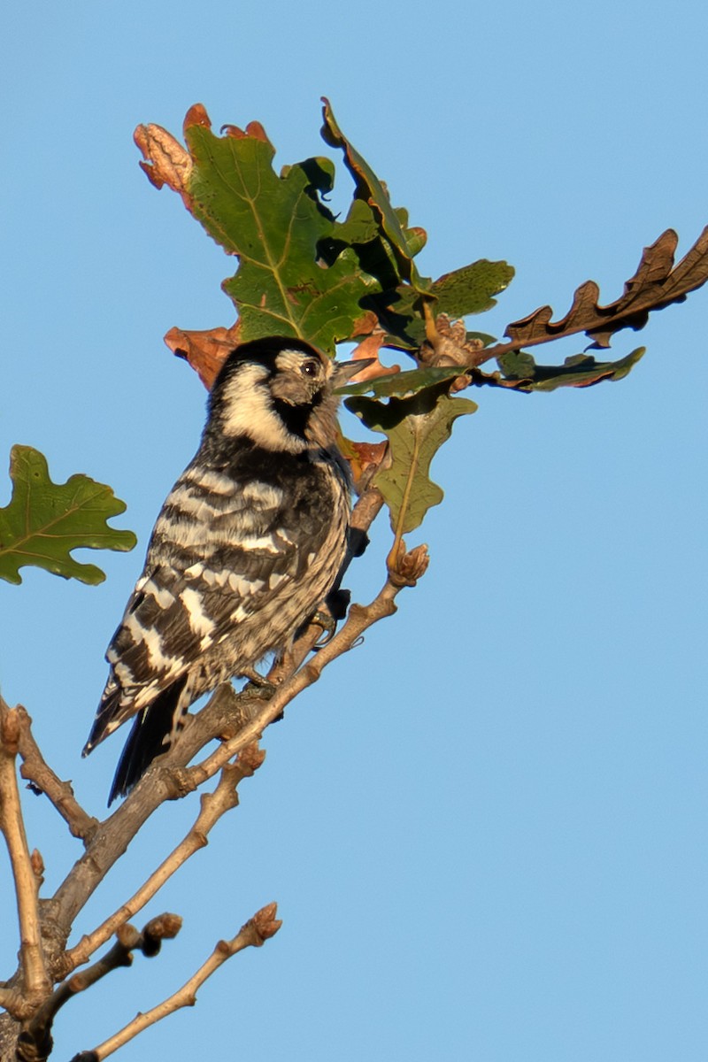Lesser Spotted Woodpecker - ML644374870