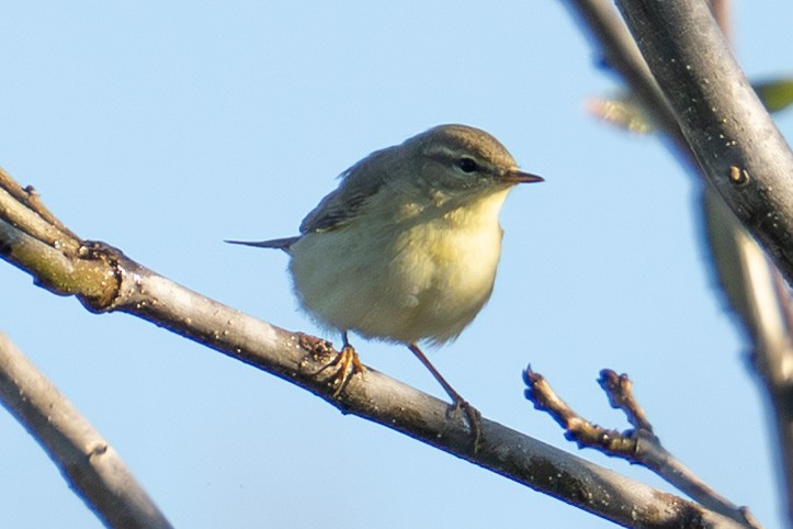 Willow Warbler - ML644374875