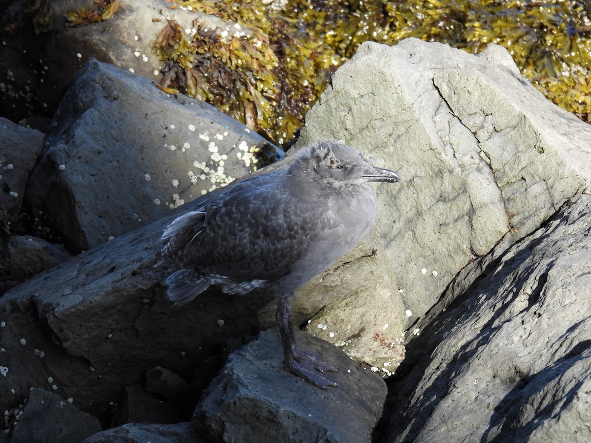 Glaucous-winged Gull - ML644374877