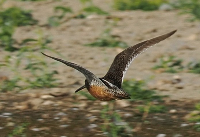 Long-billed Dowitcher - ML644374878