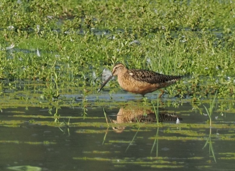 Long-billed Dowitcher - ML644374879