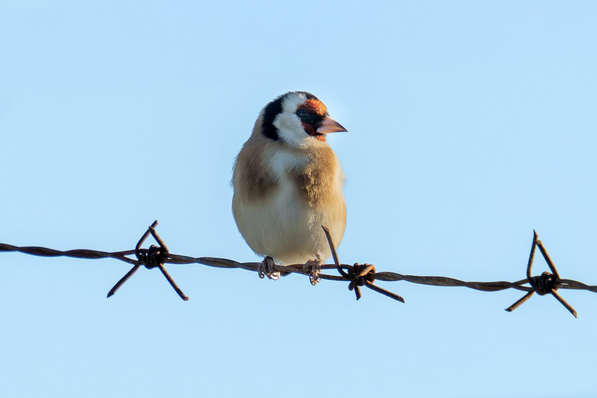 European Goldfinch - ML644374885