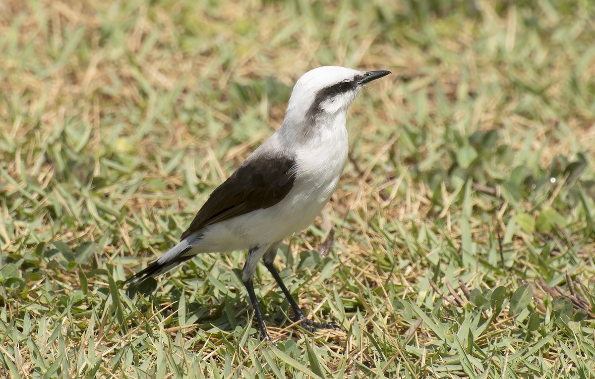 Masked Water-Tyrant - ML644374891