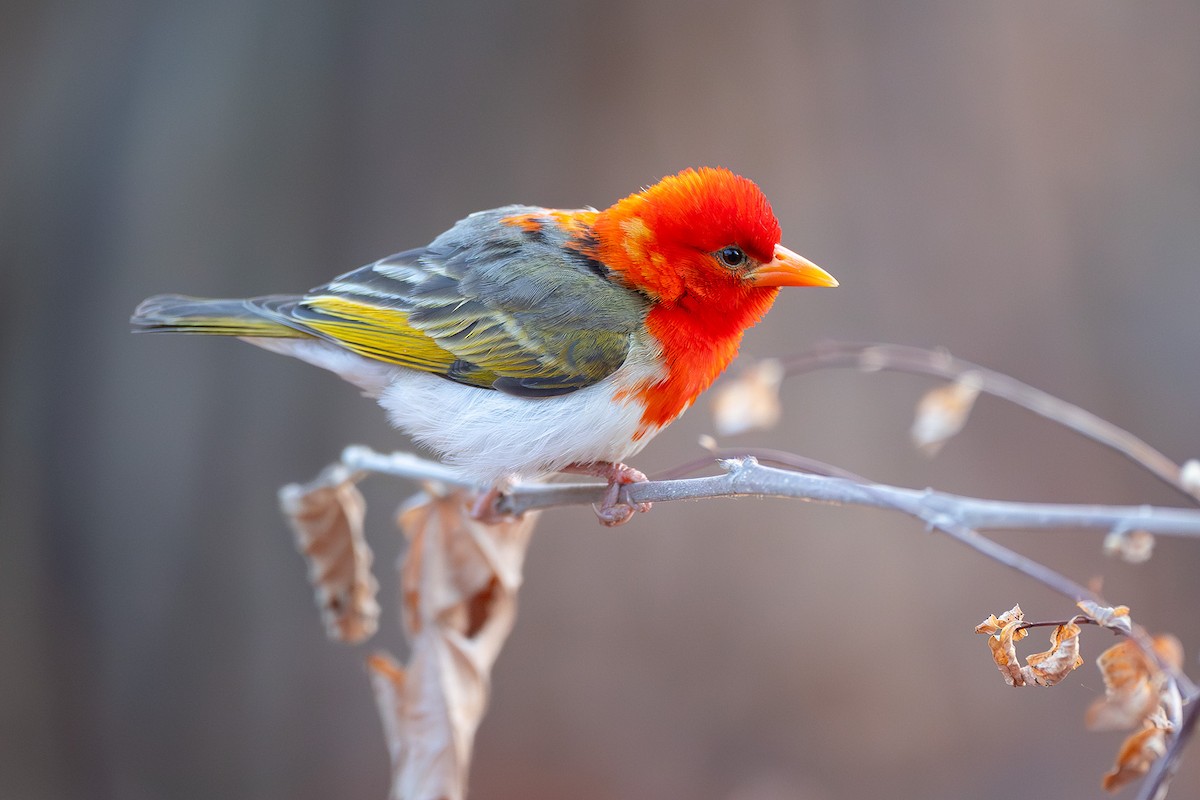 Red-headed Weaver - ML644374901