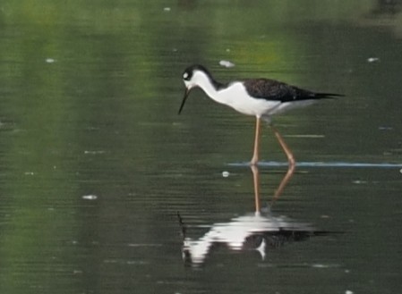Black-necked Stilt - ML644374922