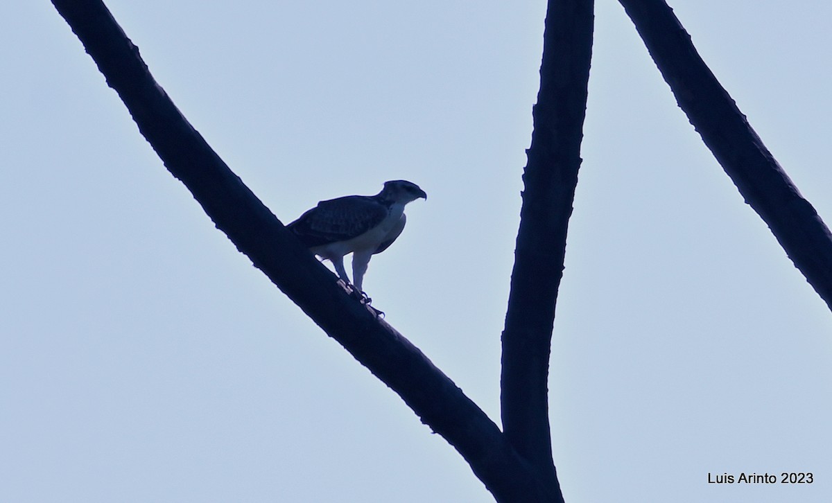 Martial Eagle - ML644374929