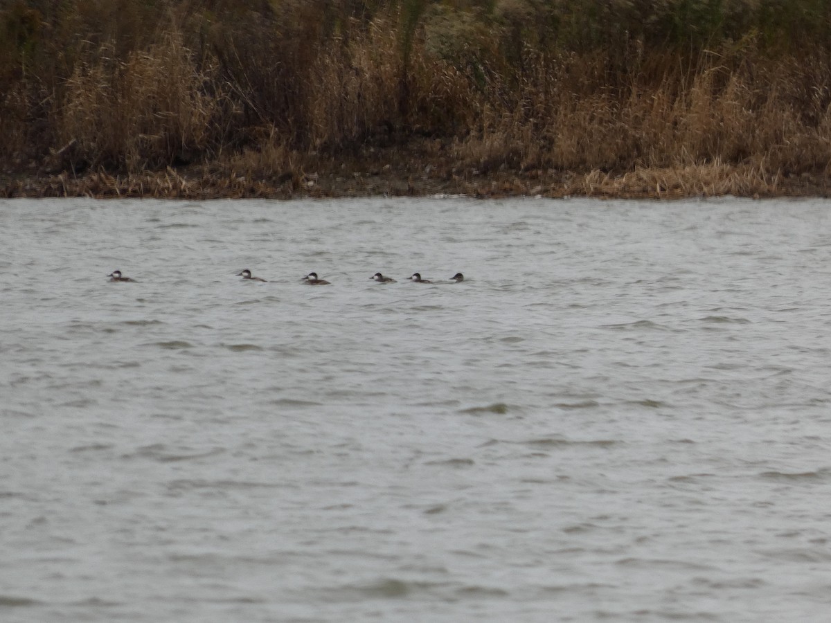 Савка американська - ML644374933