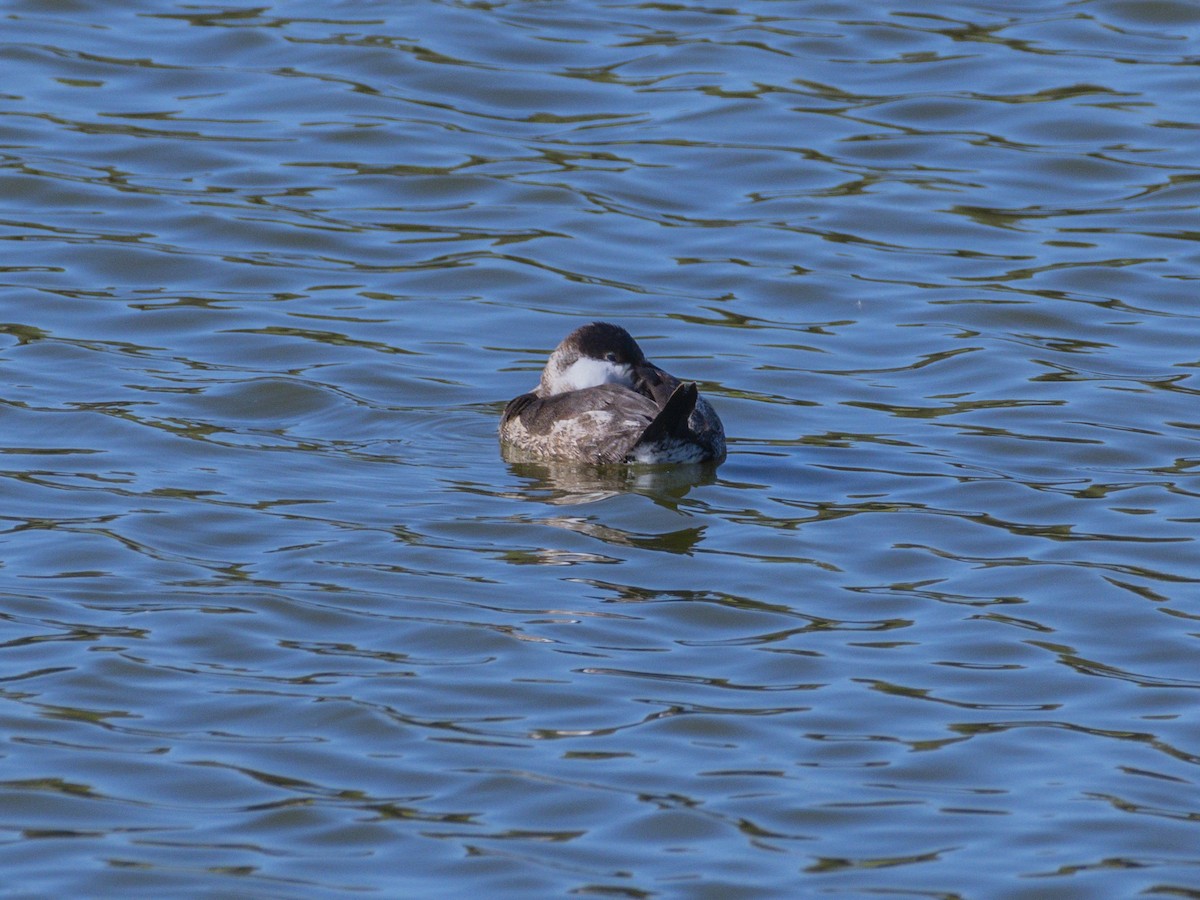 Савка американська - ML644374934