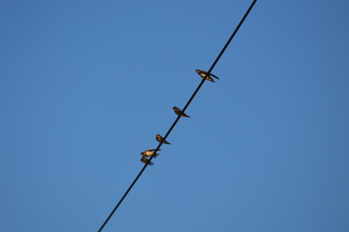 vlaštovka obecná - ML644374936