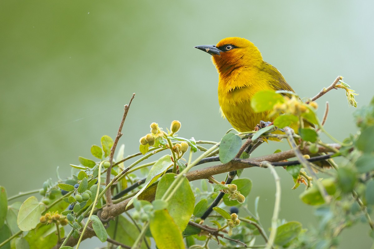 Spectacled Weaver - ML644374937